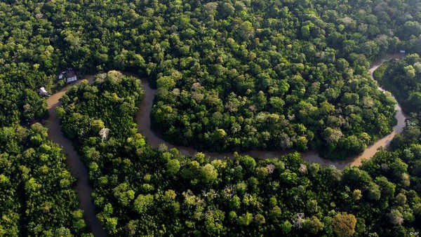 Peneliti Temukan Spesies Baru di Hutan Kalimantan Timur
